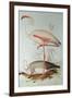 Flamingo-Edward Lear-Framed Giclee Print