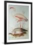 Flamingo-Edward Lear-Framed Giclee Print