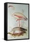 Flamingo-Edward Lear-Framed Stretched Canvas