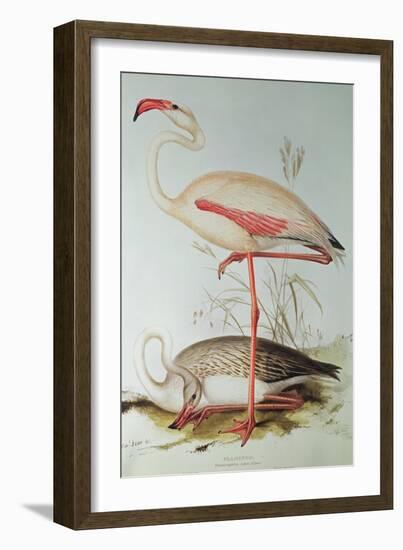 Flamingo-Edward Lear-Framed Giclee Print