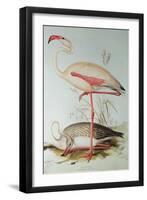 Flamingo-Edward Lear-Framed Giclee Print