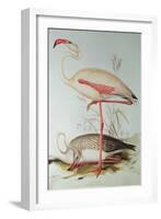 Flamingo-Edward Lear-Framed Giclee Print