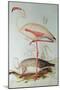 Flamingo-Edward Lear-Mounted Giclee Print