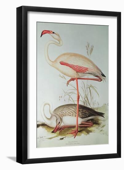 Flamingo-Edward Lear-Framed Premium Giclee Print