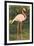 Flamingo-null-Framed Art Print