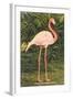 Flamingo-null-Framed Art Print