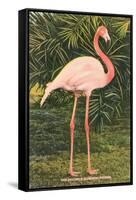 Flamingo-null-Framed Stretched Canvas