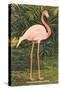 Flamingo-null-Stretched Canvas