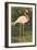 Flamingo-null-Framed Art Print