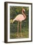 Flamingo-null-Framed Art Print