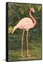 Flamingo-null-Framed Stretched Canvas