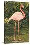 Flamingo-null-Stretched Canvas