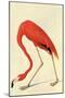 Flamingo-John James Audubon-Mounted Art Print