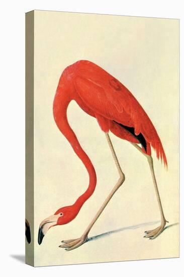 Flamingo-John James Audubon-Stretched Canvas