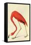 Flamingo-John James Audubon-Framed Stretched Canvas