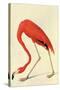 Flamingo-John James Audubon-Stretched Canvas