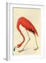 Flamingo-John James Audubon-Framed Art Print