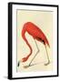 Flamingo-John James Audubon-Framed Art Print