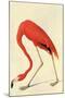 Flamingo-John James Audubon-Mounted Art Print