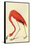 Flamingo-John James Audubon-Framed Stretched Canvas