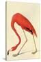 Flamingo-John James Audubon-Stretched Canvas