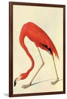 Flamingo-John James Audubon-Framed Art Print