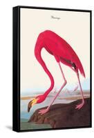 Flamingo-John James Audubon-Framed Stretched Canvas