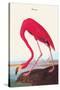 Flamingo-John James Audubon-Stretched Canvas