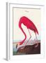 Flamingo-John James Audubon-Framed Art Print