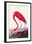 Flamingo-John James Audubon-Framed Art Print