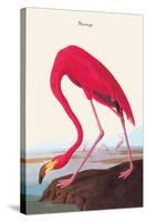 Flamingo-John James Audubon-Stretched Canvas