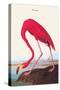 Flamingo-John James Audubon-Stretched Canvas