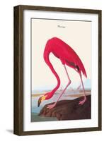 Flamingo-John James Audubon-Framed Art Print