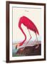 Flamingo-John James Audubon-Framed Art Print