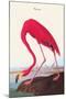 Flamingo-John James Audubon-Mounted Art Print