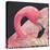 Flamingo-Kirstie Adamson-Stretched Canvas