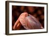 Flamingo-Don Spears-Framed Art Print