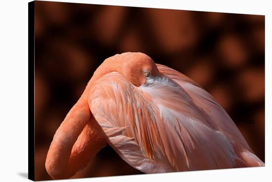 Flamingo-Don Spears-Stretched Canvas