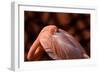 Flamingo-Don Spears-Framed Premium Giclee Print