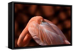 Flamingo-Don Spears-Framed Stretched Canvas