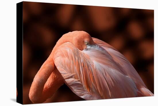 Flamingo-Don Spears-Stretched Canvas