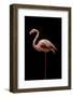 Flamingo-Incado-Framed Photographic Print