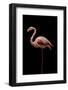 Flamingo-Incado-Framed Photographic Print