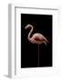 Flamingo-Incado-Framed Photographic Print