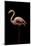 Flamingo-Incado-Mounted Photographic Print