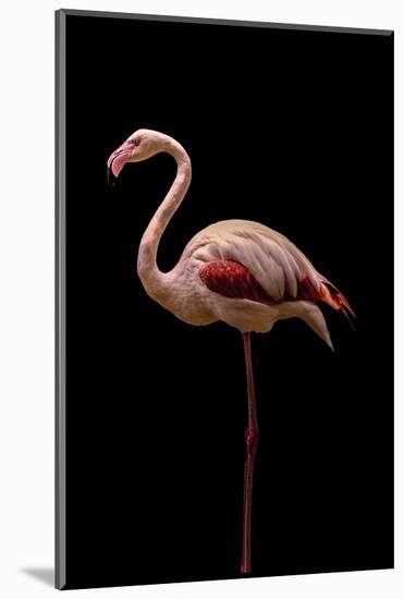 Flamingo-Incado-Mounted Photographic Print