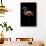 Flamingo-Incado-Photographic Print displayed on a wall