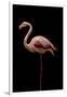 Flamingo-Incado-Framed Photographic Print