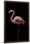 Flamingo-Incado-Framed Photographic Print