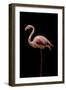 Flamingo-Incado-Framed Photographic Print